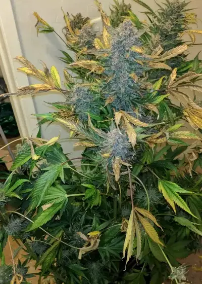 Auto Seemango by Victory Seeds, Autoflower cannabis strain
