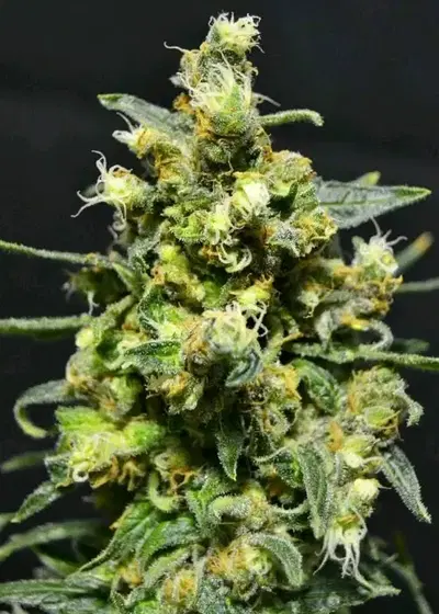 Auto Shellshock by 710 Genetics, Autoflower cannabis strain