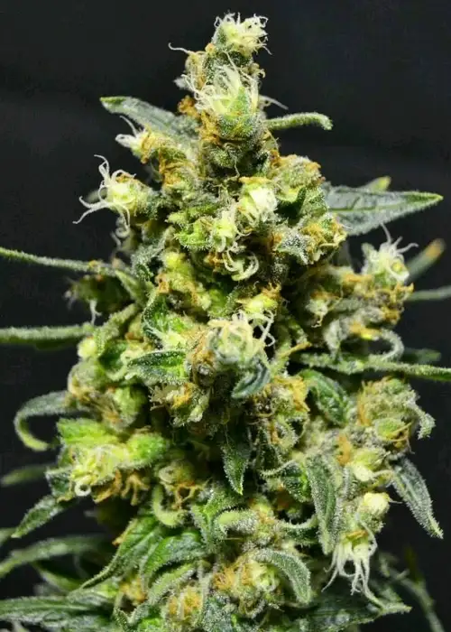 Auto Shellshock by 710 Genetics, Autoflower cannabis strain