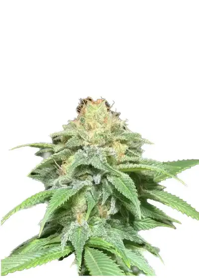 Auto Shkiper Kush by IZI Seeds, Autoflower cannabis strain