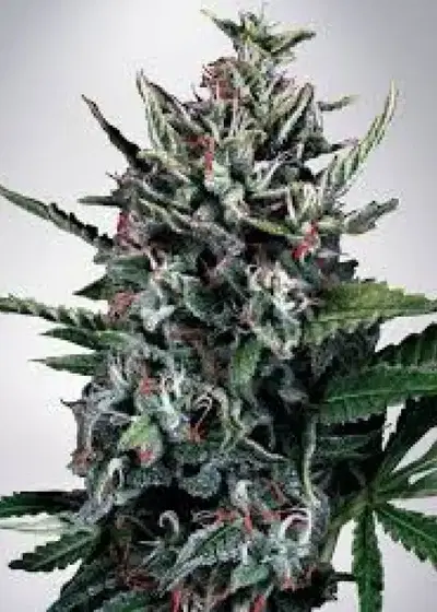 Auto Silver Bullet by Ministry of Cannabis, Autoflower cannabis strain