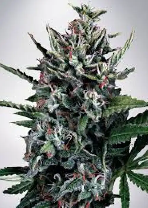 Auto Silver Bullet by Ministry of Cannabis, Autoflower cannabis strain
