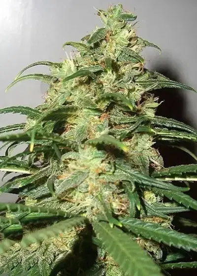 Auto Skunk XXL cannabis strain