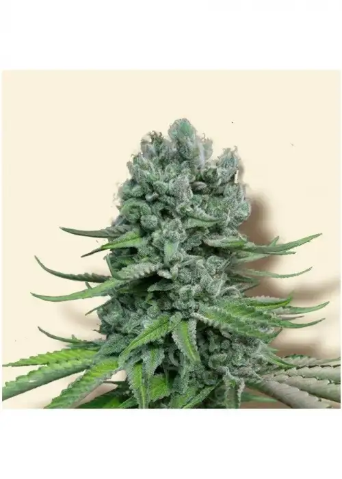 Auto Skunk by Biological Seeds, Autoflower cannabis strain