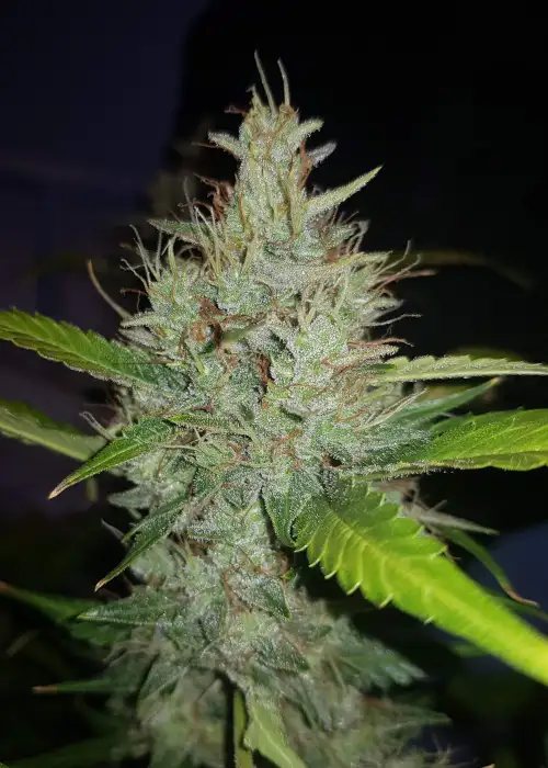 Auto Skywalker by Dutch-Headshop Seeds, Autoflower cannabis strain