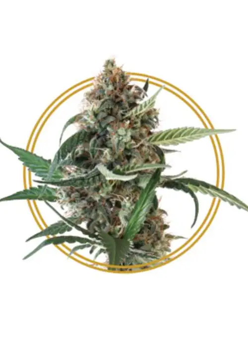 Auto SMLE CBD by Copenhagen Seed Company, Autoflower cannabis strain