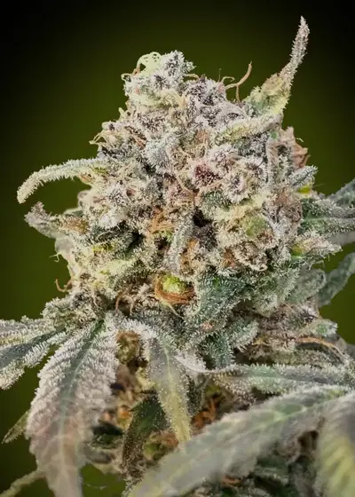 Auto Somango Glue by Advanced Seeds, Autoflower cannabis strain