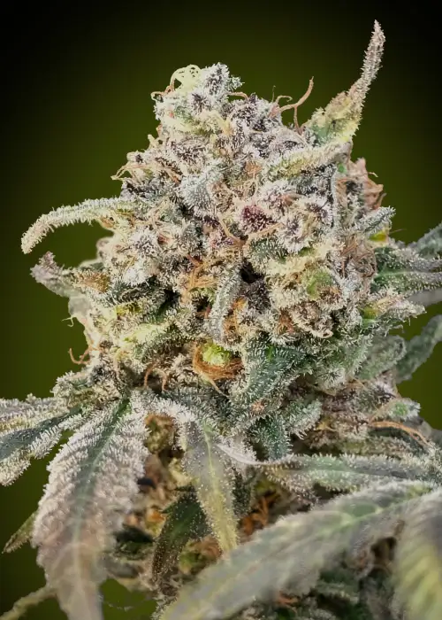 Auto Somango Glue by Advanced Seeds, Autoflower cannabis strain