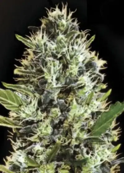 Auto Somango by Gea Seeds, Autoflower cannabis strain