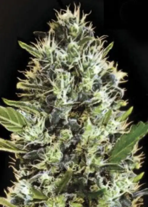 Auto Somango by Gea Seeds, Autoflower cannabis strain