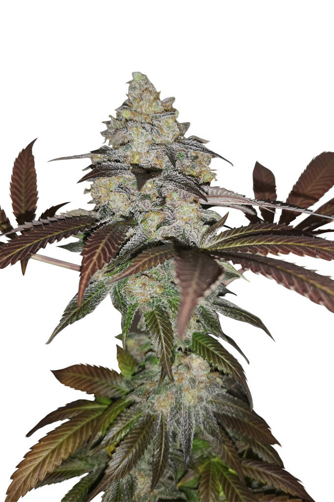 Auto Sorbet by Apex Seeds, Autoflower cannabis strain