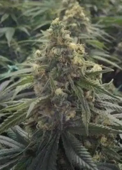Auto Sour D by Real Gorilla Seeds, Autoflower cannabis strain