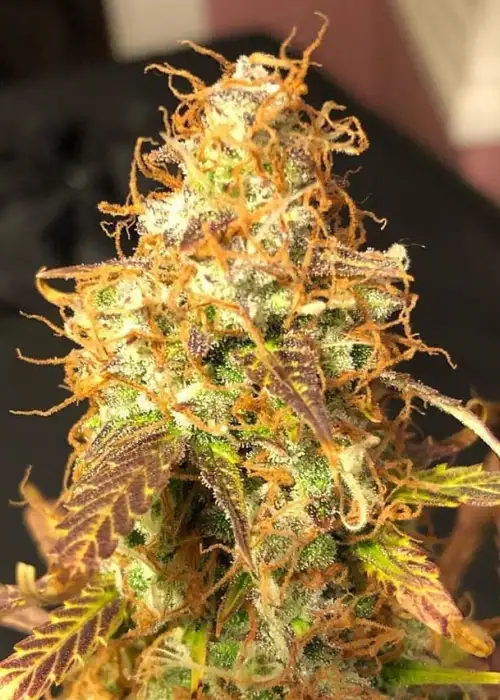 Auto Sour Melon Mass by Critical Mass Collective, Autoflower cannabis strain