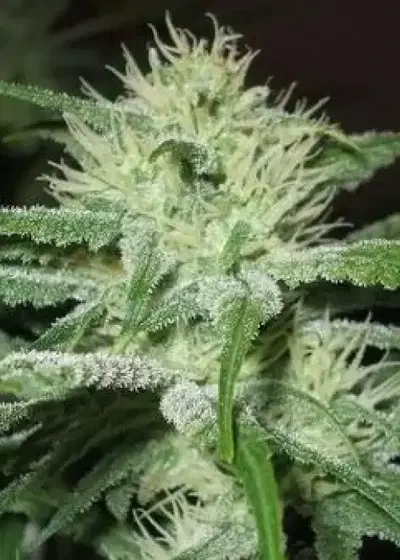 Auto Speed Bud by Female Seeds, Autoflower cannabis strain