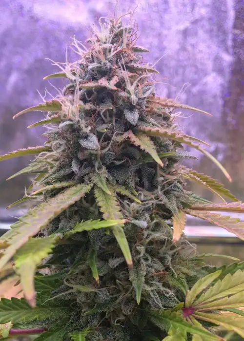 Auto Stardawg by Blackskull Seeds, Autoflower cannabis strain