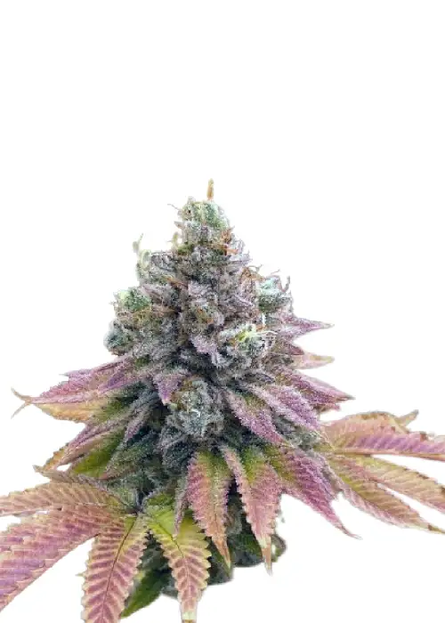 Auto Strawberry Banana genetics (USA) by IZI Seeds, Autoflower cannabis strain