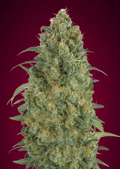 Auto Strawberry Gum by Advanced Seeds, Autoflower cannabis strain