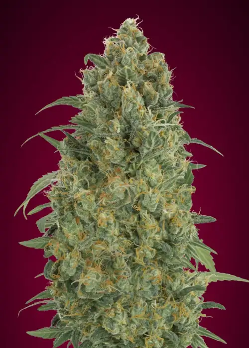 Auto Strawberry Gum by Advanced Seeds, Autoflower cannabis strain
