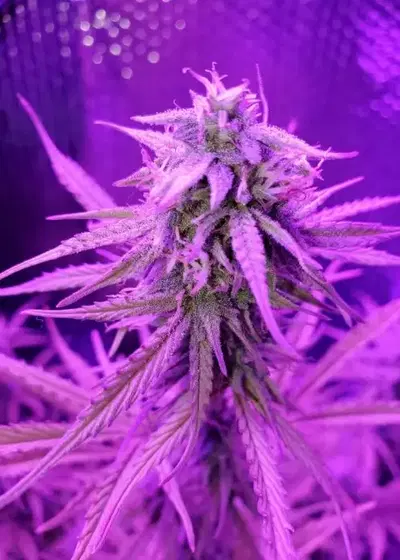 Auto Super Extra Skunk by Victory Seeds, Autoflower cannabis strain