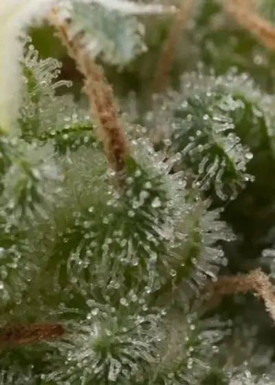 Auto Super Hash by Pyramid Seeds, Autoflower cannabis strain