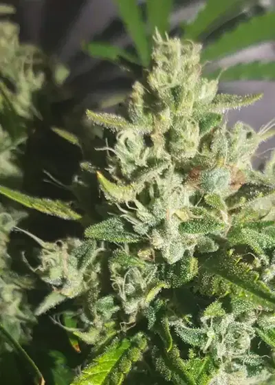 Auto Super Lemon Haze by Dutch-Headshop Seeds, Autoflower cannabis strain