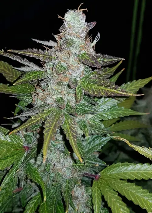 Auto Super Mazar by Victory Seeds, Autoflower cannabis strain