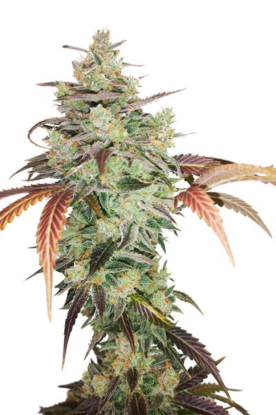 Auto Super Monkey XXL by Apex Seeds, Autoflower cannabis strain