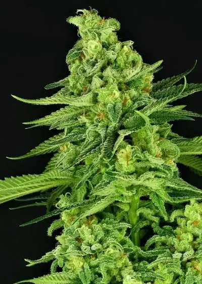 Auto Super Mutant Mass by Critical Mass Collective, Autoflower cannabis strain
