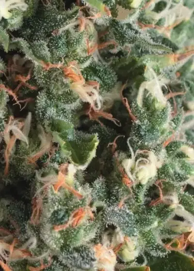 Auto Super OG Kush by Pyramid Seeds, Autoflower cannabis strain