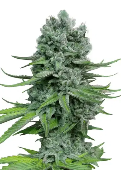 Auto Super Skunk by Blk.seeds, Autoflower cannabis strain
