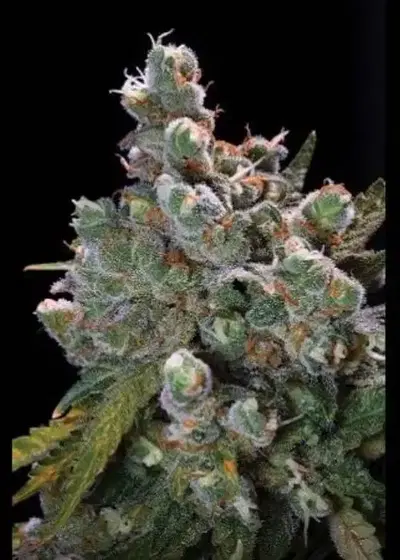Auto Super Uzi by Sensible Seeds, Autoflower cannabis strain