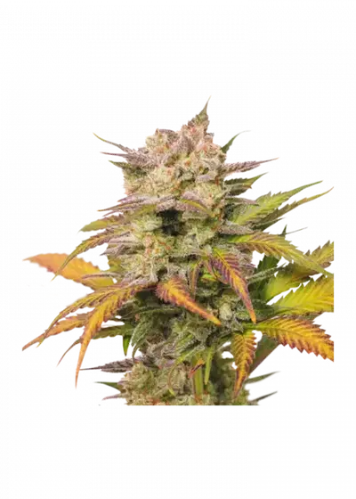 Auto Sweet Bourbon Kush by Super Sativa Seed Club, Autoflower cannabis strain