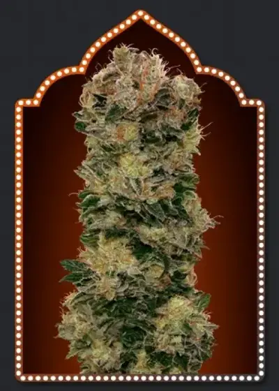 Auto Sweet Soma by 00seeds, Autoflower cannabis strain