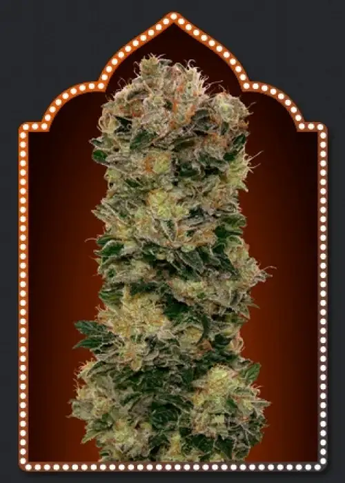 Auto Sweet Soma by 00seeds, Autoflower cannabis strain