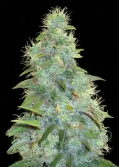 Auto Sweet Tooth by BSB Genetics, Autoflower cannabis strain