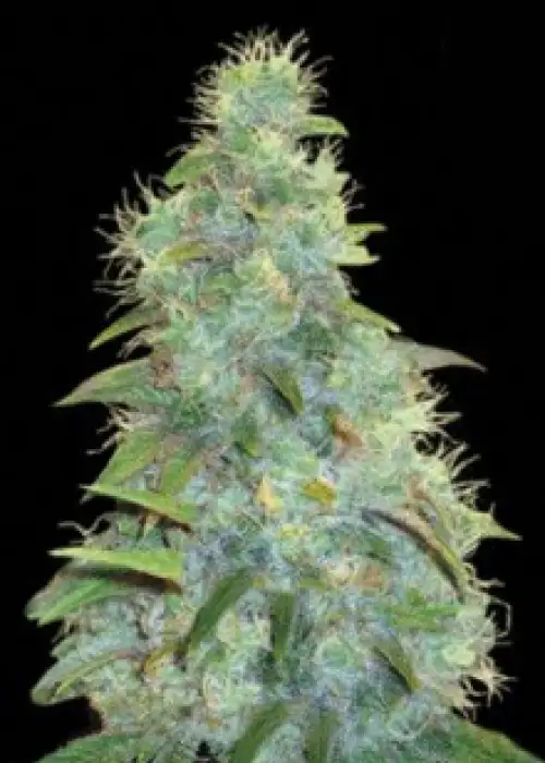 Auto Sweet Tooth by BSB Genetics, Autoflower cannabis strain