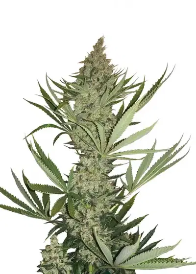 Auto Tangerine by BSB Genetics, Autoflower cannabis strain