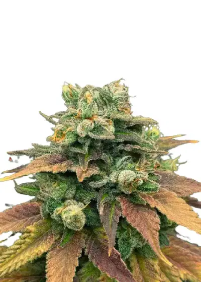 Auto Tangie genetics (USA) by IZI Seeds, Autoflower cannabis strain