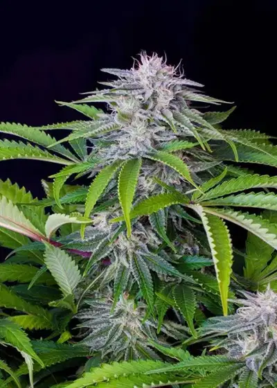 Auto Tangie by Real Gorilla Seeds, Autoflower cannabis strain