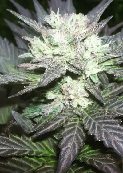 Auto Tao Blueberry by Top Tao Seeds, Autoflower cannabis strain