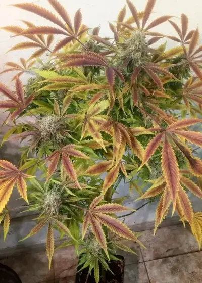 Auto Tasty by Exclusive Seeds Bank, Autoflower cannabis strain
