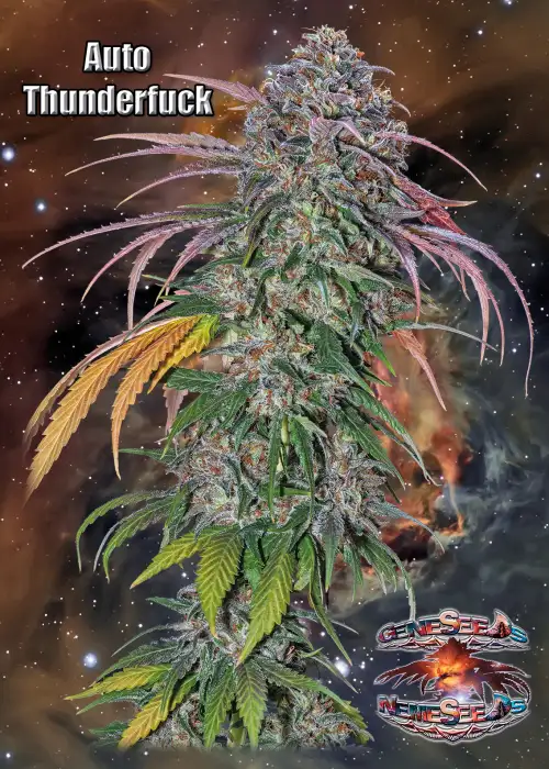 Auto Thunderfuck by GeneSeeds - NemeSeeds, Autoflower cannabis strain