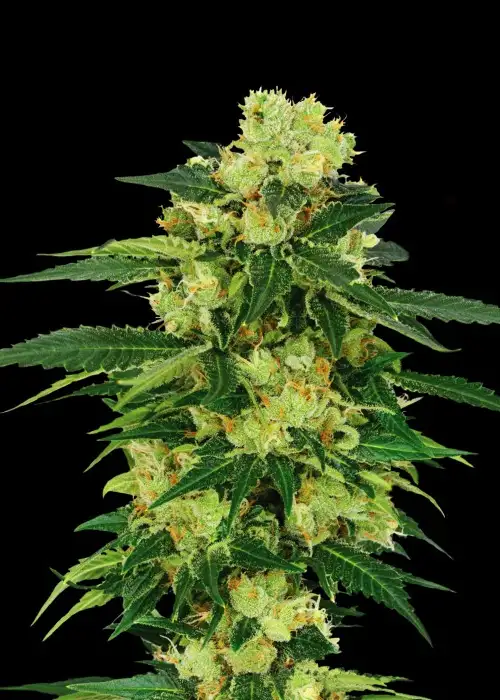 Auto Torpedo by VIP Seeds, Autoflower cannabis strain