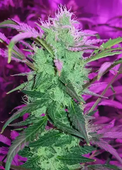 Auto Trainwreck by Big Seedbank, Autoflower cannabis strain