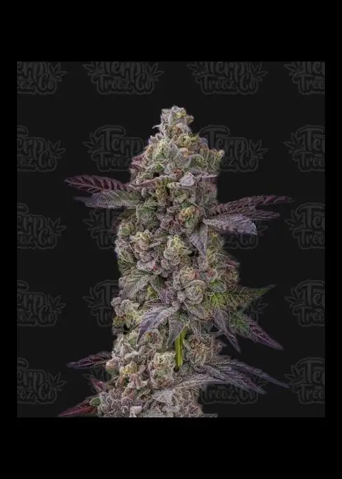 Auto Tre Lime Sorbetto by Terp Treez Co., Autoflower cannabis strain