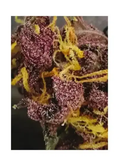 Auto Triping 25 by Mr. Hide Seeds, Autoflower cannabis strain