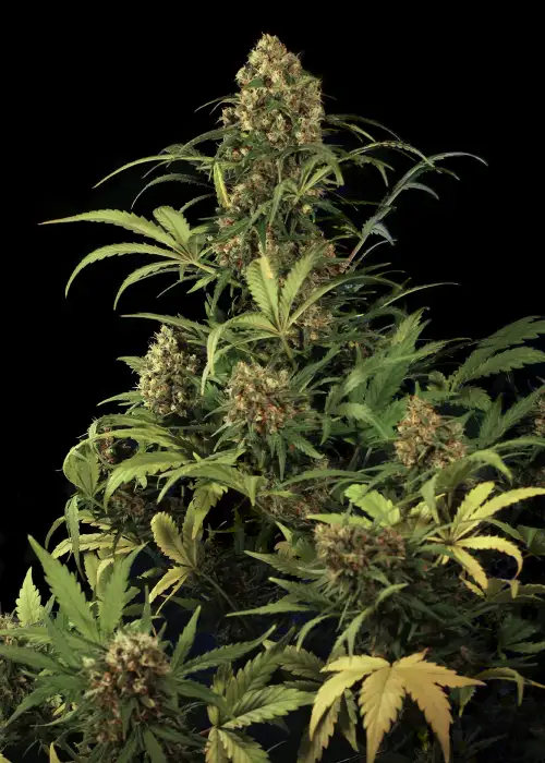 Auto Tropicanna Glue XL by Big Seedbank, Autoflower cannabis strain