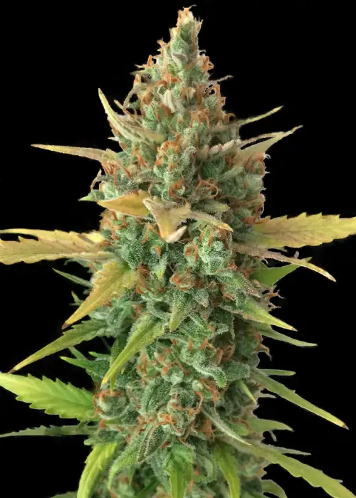 Auto Tropicanna Glue by Big Seedbank, Autoflower cannabis strain