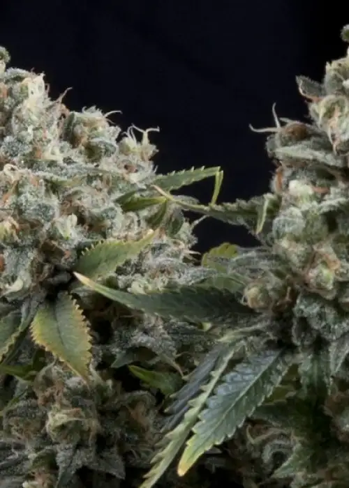 Auto Tutankhamon by Pyramid Seeds, Autoflower cannabis strain
