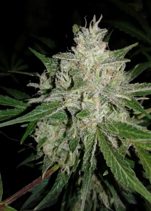 Auto UK Cheese by Oasis Genetics, Autoflower cannabis strain